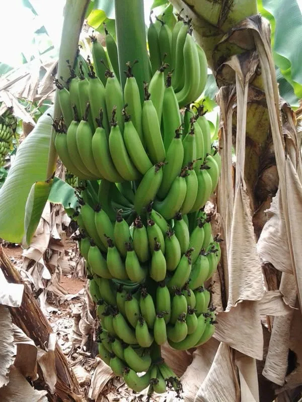 Green_Tissus_Culture_G9_Banana_Plant_(Pack_Of_1)