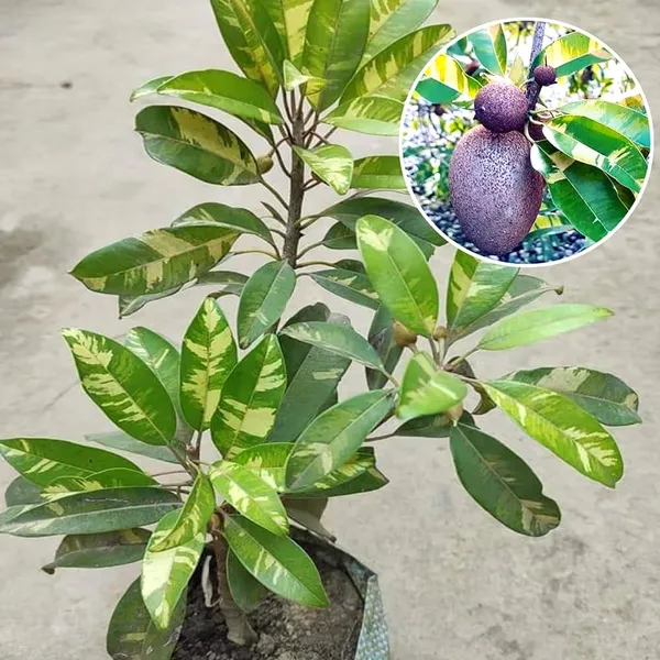 Green_Variegated_Chiku_Plant