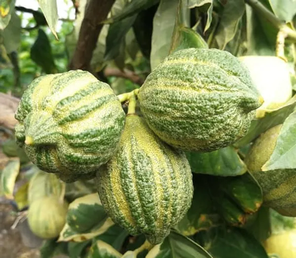 Green_Varigated_Lemon_Plant_|_Grafting_Plant