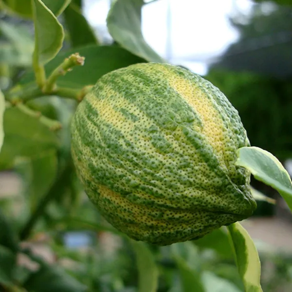 Green_Varigated_Lemon_Plant_|_Grafting_Plant