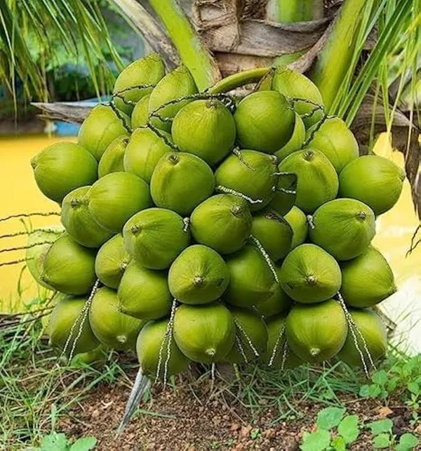 Green_Vietnam_Hybrid_Coconut_Plant_(1.5-2_Feet_Height_Pack_Of_1)