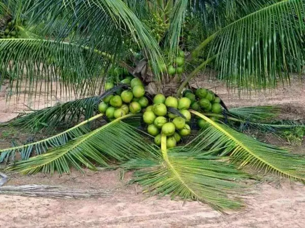 Green_Vietnam_Hybrid_Coconut_Plant_(1.5-2_Feet_Height_Pack_Of_1)