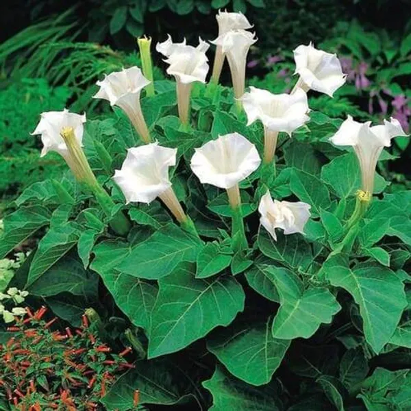 White__Dhutura_Flower_Plant