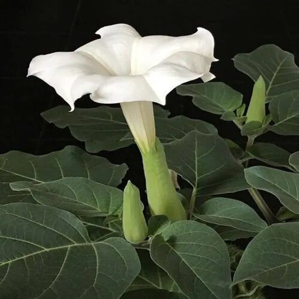 White__Dhutura_Flower_Plant