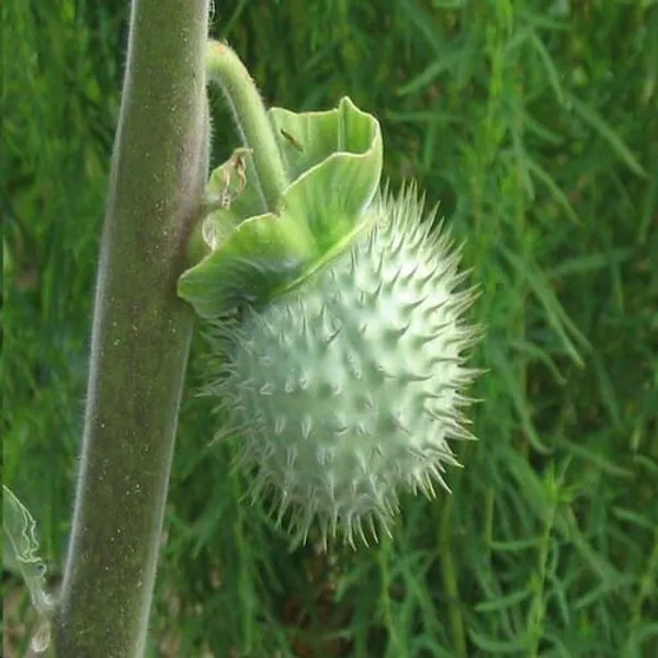 White__Dhutura_Flower_Plant
