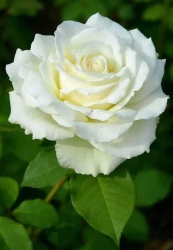 White__Rose_Plant