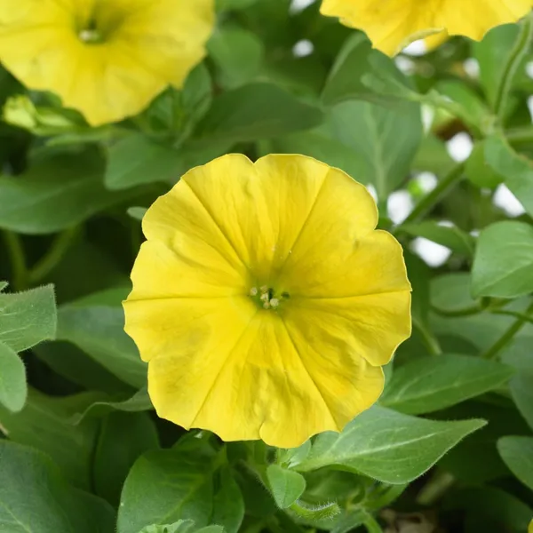 Yellow__Petania_Flower