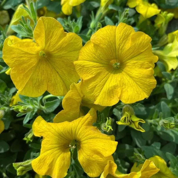 Yellow__Petania_Flower