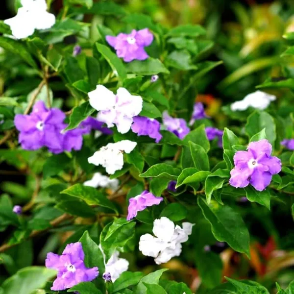 Yesterday_Today_Tomorrow_Flowering_Plant