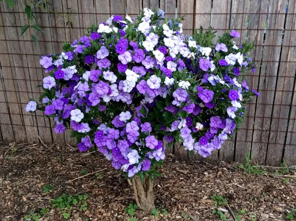 Yesterday_Today_Tomorrow_Flowering_Plant