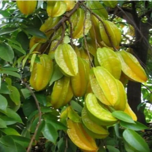 Green_All_Time_Sweet_Star_Fruit_Plant