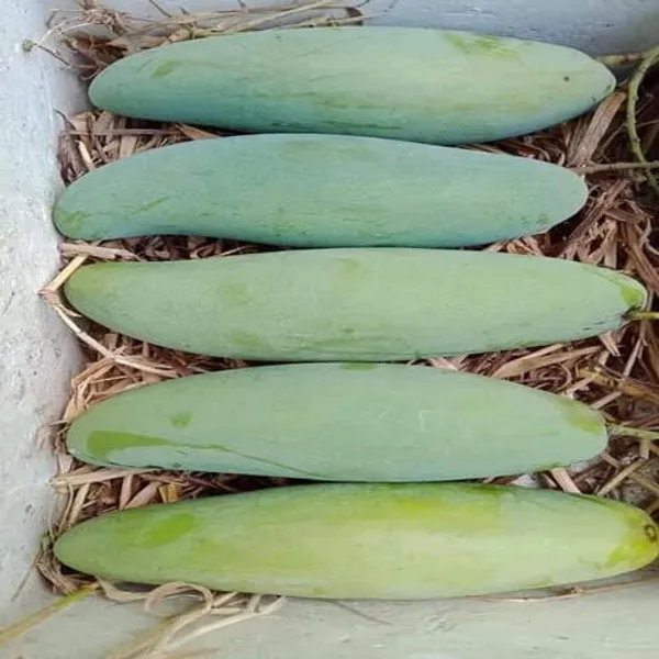 Green_All_Time_Sweet_Kathimon_Mango_Plant_|_Hybrid_Grafted_Plant