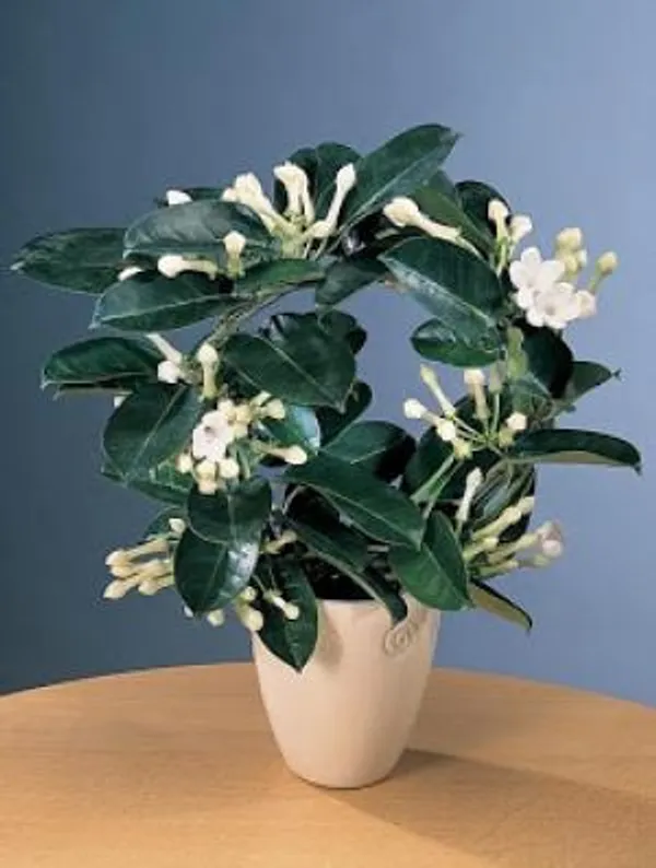 madagascar_jasmine_|_pack_of_1