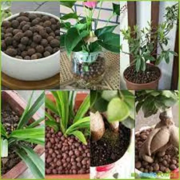 3Kg_Leca_Ball_-_Hydroponic_Aquaponics_Gardening_Decorative_For_Cactus_Soil_Aeration_Lightweight_Clay_Ball_EcoGarden
