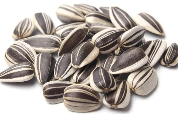 Mashki_Premium_Sunflower_Seeds_-_For_All_Birds_-_Dry_Bird_Food_For_Gray_Parrots,_Indian_Parrots,_Macaws,_Cockatoos,_And_Exotic_Birds