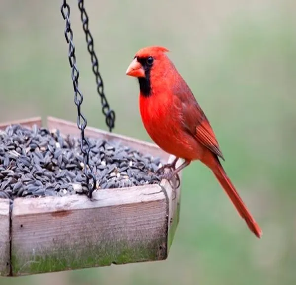 Mashki_Premium_Sunflower_Seeds_-_For_All_Birds_-_Dry_Bird_Food_For_Gray_Parrots,_Indian_Parrots,_Macaws,_Cockatoos,_And_Exotic_Birds