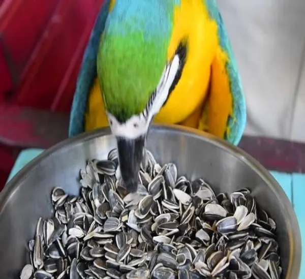 Mashki_Premium_Sunflower_Seeds_-_For_All_Birds_-_Dry_Bird_Food_For_Gray_Parrots,_Indian_Parrots,_Macaws,_Cockatoos,_And_Exotic_Birds