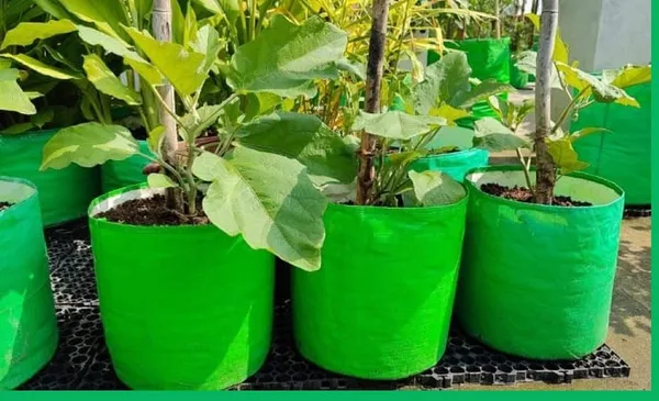 Maq_12"x12"_UV_Grow_Bags__-_HDPE_Fabric_for_Green_Gardening_Pack_of_10_and_20_nos