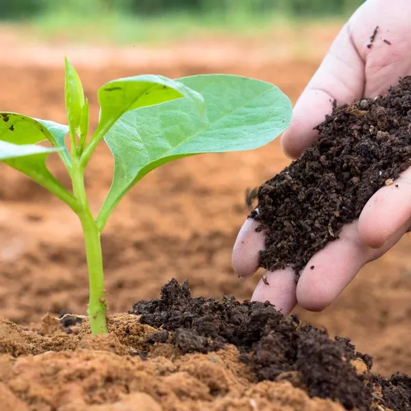 MASHKI_100%_Pure_Organic_Vermicompost_–_Natural,_Odourless_Soil_Manure_Rich_in_Earthworm_Castings_–_Ideal_for_All_Plants