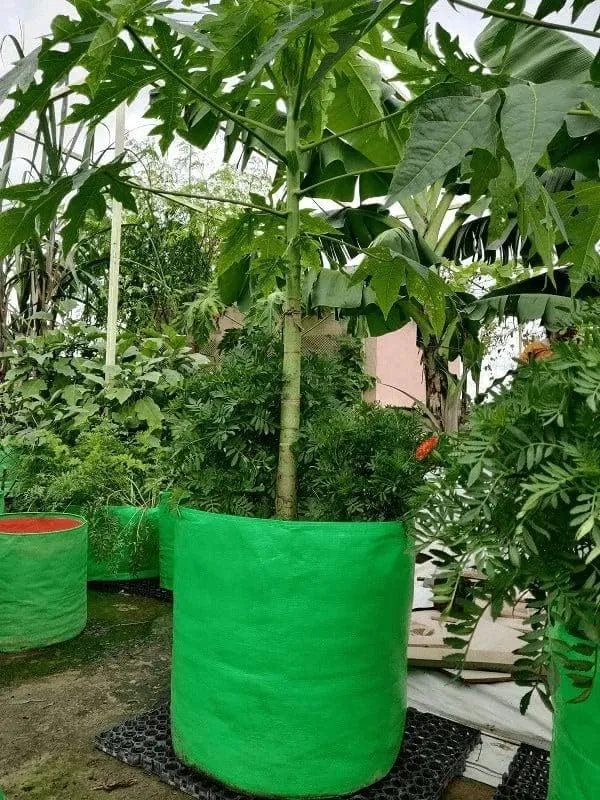 Maq_18"x18"_-_300_GSM_UV_Grow_Bag_-_Ideal_for_Large_Fruit_Trees