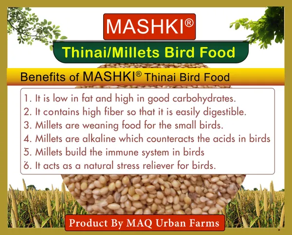 Mashki_Premium_Thinai_Kangni_Seed_-_Double_Cleaned_Korra,_Rala,_Thina,_Kang,_Kaon_Seeds,_Foxtail_Millet,_Koni_Dhaan,_Navane_Nutrition_Bird_Food_For_All_Birds