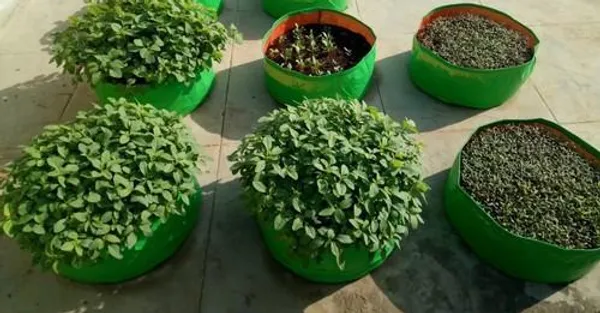 MAQ_18"x9"_Grow_Bags_For_Terrace_Gardening_-_240_Gsm,_Specially_Designed_For_Growing_Carrot,_Radish,_Spinach,_Mint,_Coriander,_Fenugreek,_And_More