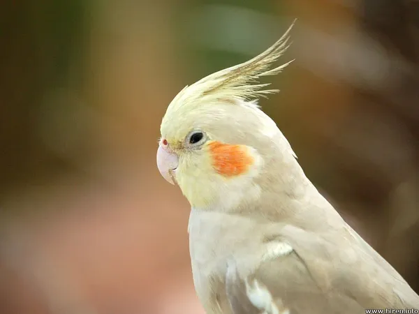 Mashki_Premium_Mixed_Bird_Seed_for_Cockatiels_&_Lovebirds:_15_Ingredients_-_Nuts,_Oats,_Adult_&_Young_Bird_Formula