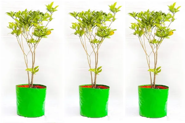 Maq_18"x18"_240gsm_UV_Treated_Affordable_Large_Reusable_Grow_Bags_for_Balcony_&_Indoor/Outdoor_Plants