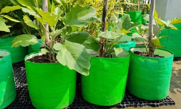 15"X15"_-_Breathable_Fabric_UV_Protection_Grow_Bags_(Pack_of_5)_For_Big_Plants-_240_Gsm_Durable_Grow_Bags_For_Home,_Terrace,_Balcony,_And_Vegetable_Gardening_|_MAQ