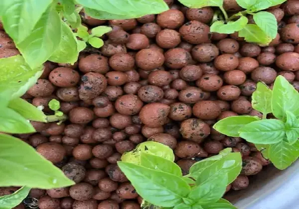 Leca_Ball_-_Hydroponic_Aquaponics_Gardening_Decorative_For_Cactus_Soil_Aeration_Lightweight_Clay_Ball_EcoGarden