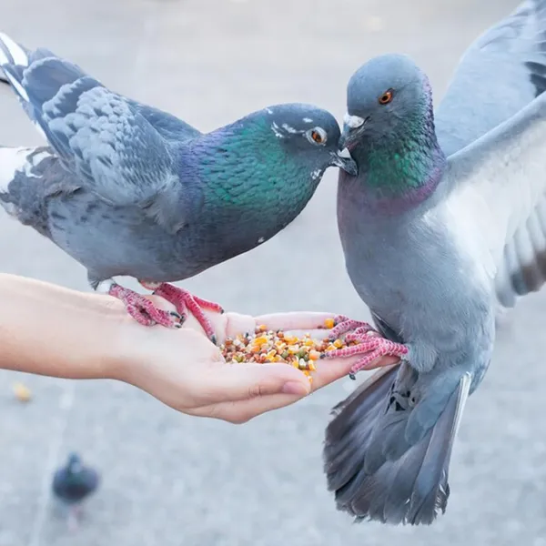 Premium_Food_Mix_For_Pigeons_&_Doves_(All_Types)_-_Multigrain,_Seed,_And_Maize_Blend_With_Essential_Ingredients_For_All_Life_Stages