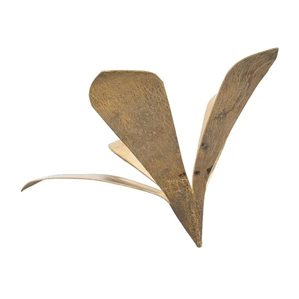 MAYAPURI_Golden_Pure_Brass_Amra_Pallav_Or_Original_Pital_Aam_Patta_/Pooja_Mango_Leaves_For_Daily_Puja_|_Mango_Leaf_(Pack_Of_1)