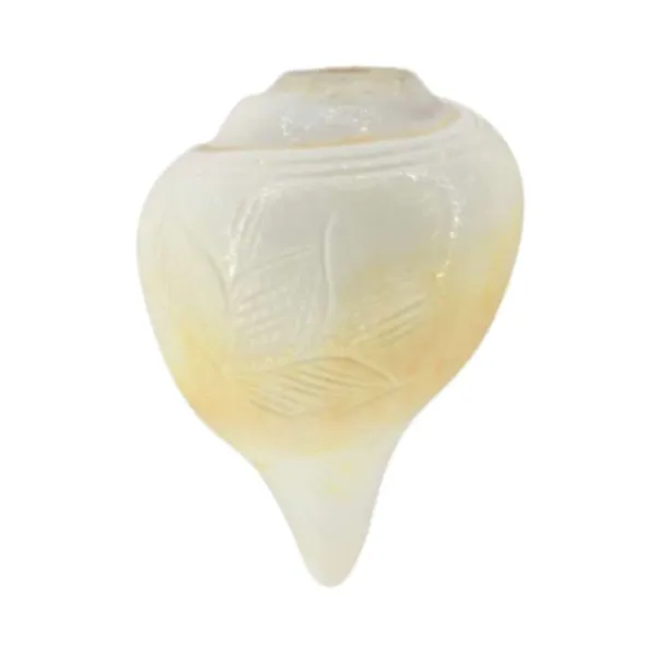 MAYAPURI_Sacred_White_Blowing_Shank_for_Pooja_|_Original_3.5-Inch_Bajane_Wala_Shankha_|_Divine_Sound_&_Spiritual_Purity