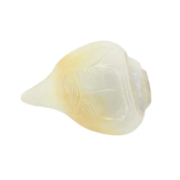 MAYAPURI_Sacred_White_Blowing_Shank_for_Pooja_|_Original_3.5-Inch_Bajane_Wala_Shankha_|_Divine_Sound_&_Spiritual_Purity
