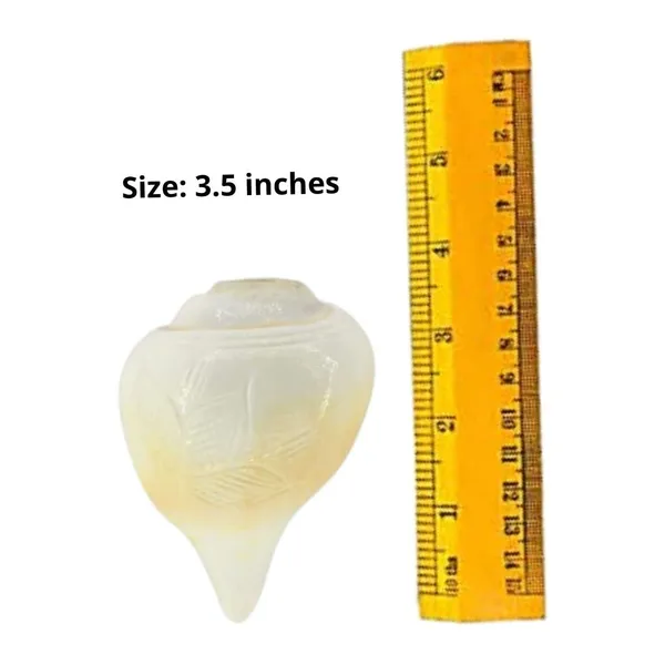 MAYAPURI_Sacred_White_Blowing_Shank_for_Pooja_|_Original_3.5-Inch_Bajane_Wala_Shankha_|_Divine_Sound_&_Spiritual_Purity
