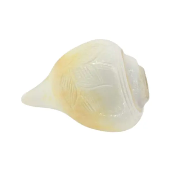MAYAPURI_Sacred_White_Blowing_Shank_for_Pooja_|_Original_3.5-Inch_Bajane_Wala_Shankha_|_Divine_Sound_&_Spiritual_Purity