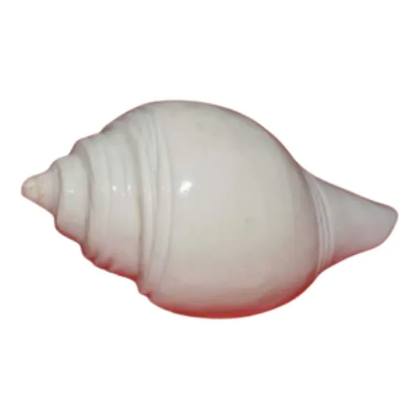 MAYAPURI_Pooja_Jal_Shank_(non-blowing)_|_Authentic_Conch_Shell_for_Spiritual_Rituals_(Pack_of_1)