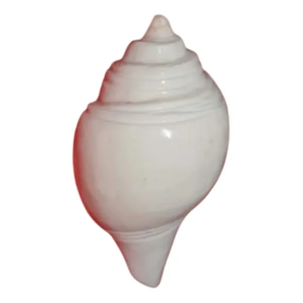 MAYAPURI_Pooja_Jal_Shank_(non-blowing)_|_Authentic_Conch_Shell_for_Spiritual_Rituals_(Pack_of_1)