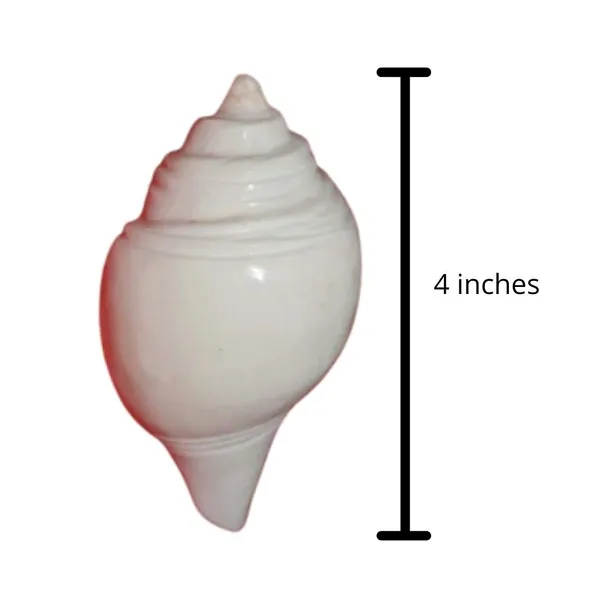 MAYAPURI_Pooja_Jal_Shank_(non-blowing)_|_Authentic_Conch_Shell_for_Spiritual_Rituals_(Pack_of_1)