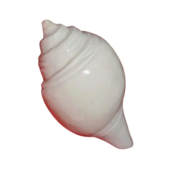MAYAPURI_Pooja_Jal_Shank_(non-blowing)_|_Authentic_Conch_Shell_for_Spiritual_Rituals_(Pack_of_1)