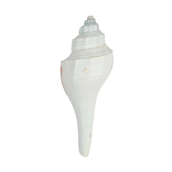 MAYAPURI_Natural_Conch_Shell_Shank_for_Decoration_and_Aquarium_|_Ideal_for_Home_Mandir_&_Pooja_Articles_(Pack_of_2)