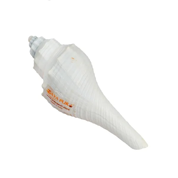 MAYAPURI_Natural_Conch_Shell_With_Stand_For_Pooja,_Decoration_And_Aquarium_Home_Mandir_&_Pooja_Articles(Pack_Of_1)