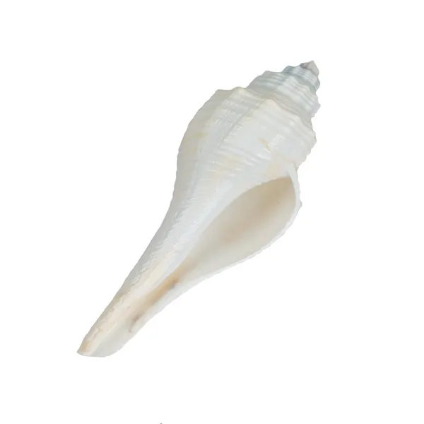 MAYAPURI_Natural_Conch_Shell_With_Stand_For_Pooja,_Decoration_And_Aquarium_Home_Mandir_&_Pooja_Articles(Pack_Of_1)