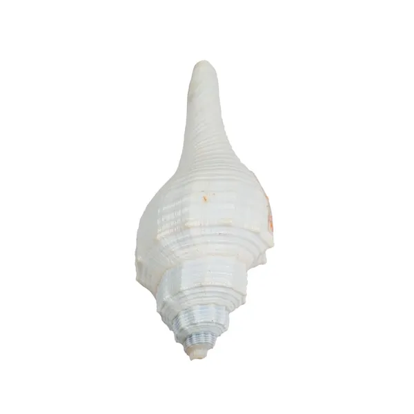 MAYAPURI_Natural_Conch_Shell_With_Stand_For_Pooja,_Decoration_And_Aquarium_Home_Mandir_&_Pooja_Articles(Pack_Of_1)