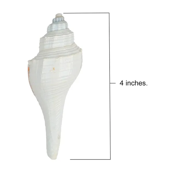 MAYAPURI_Natural_Conch_Shell_With_Stand_For_Pooja,_Decoration_And_Aquarium_Home_Mandir_&_Pooja_Articles(Pack_Of_1)
