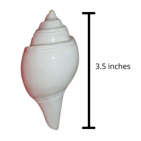 MAYAPURI_Pure_White_Divine_Jal_Shank_–_Sacred_3.5-Inch_Non-Blowing_Conch_Shell_for_Pooja_&_Abhishekam_Rituals