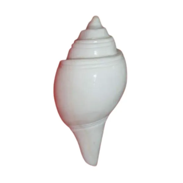 MAYAPURI_Pure_White_Divine_Jal_Shank_–_Sacred_3.5-Inch_Non-Blowing_Conch_Shell_for_Pooja_&_Abhishekam_Rituals