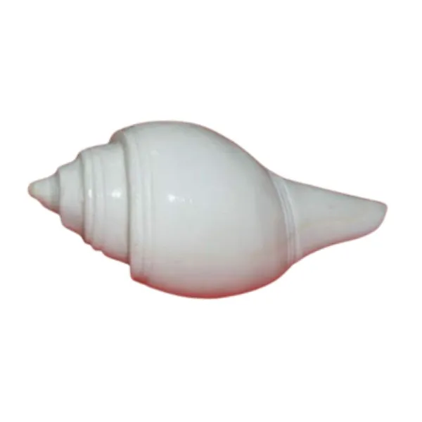 MAYAPURI_Pure_White_Divine_Jal_Shank_–_Sacred_3.5-Inch_Non-Blowing_Conch_Shell_for_Pooja_&_Abhishekam_Rituals