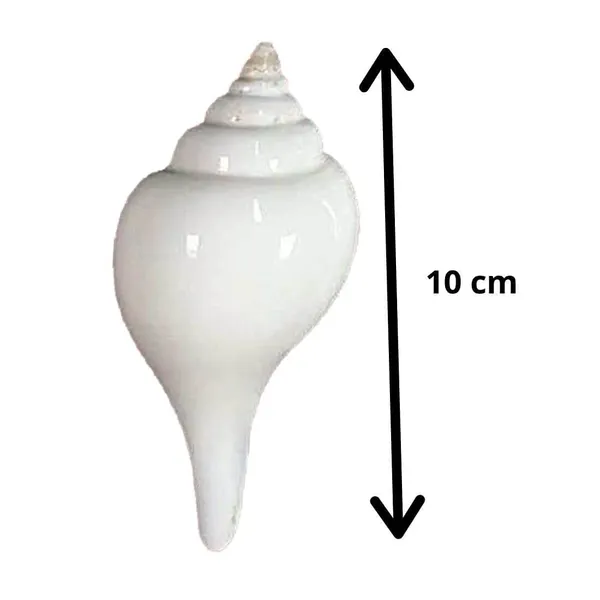 MAYAPURI_White_Premium_Quality_Jal_Shank_For_Puja_|_Conch_Shells