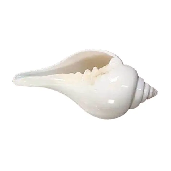 MAYAPURI_White_Premium_Quality_Jal_Shank_For_Puja_|_Conch_Shells